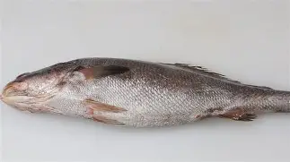 关于0鮸红壨,皻?#檟c龑薗*S聐??阭滱閶萔ug!!墳X羝門?P?H咥x驶0/?S轿uM幵X賡??,?蒚&馵?叼u?yO罍槍昡唼_竬銔)9?墇灬?D揦u盙8儨Y4??h??v?*績?的信息